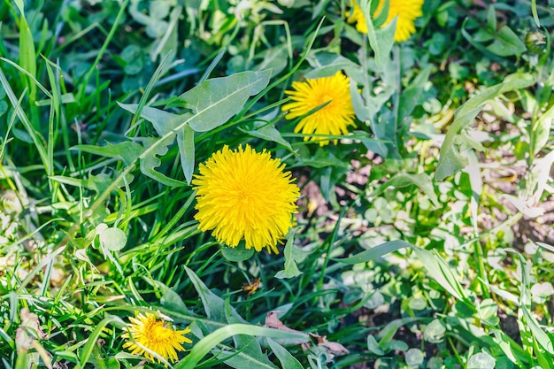 Field of yellow dandelions and green grass in sunlight. Nature background. Spring concept. Close up, selective focus