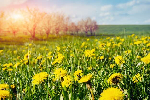 Field of yellow dandelions