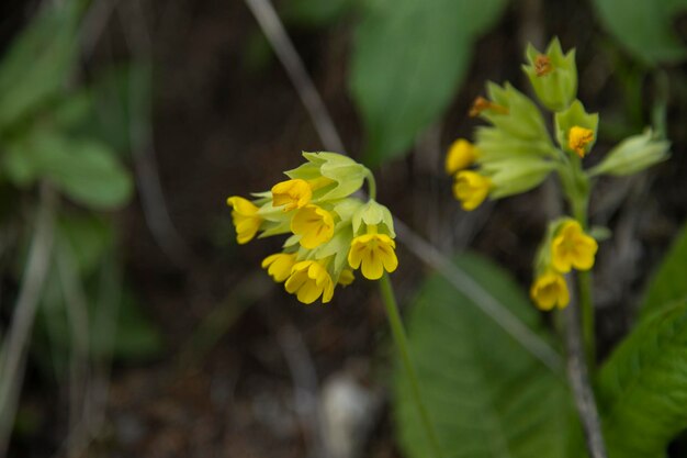 Field yellow flower in nature