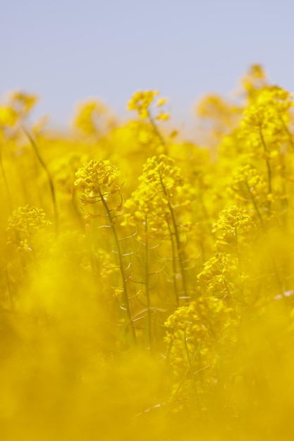 Foto campo di fiori gialli su sfondo blu cielo sfondo naturale bella vista del campo giallo di colza in fiore