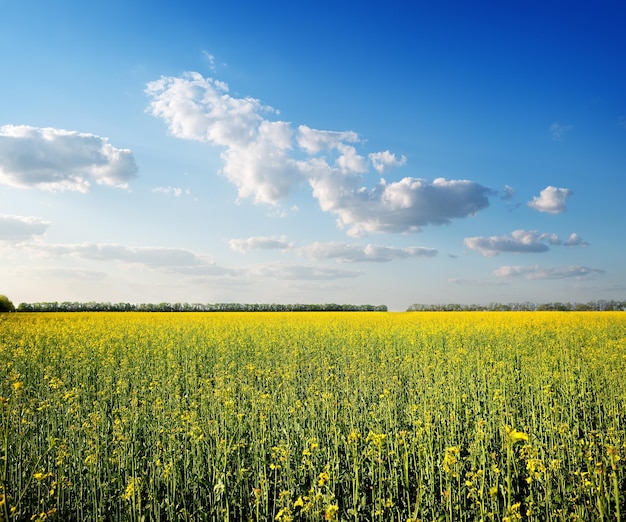 Field of yellow flowers and blue sky