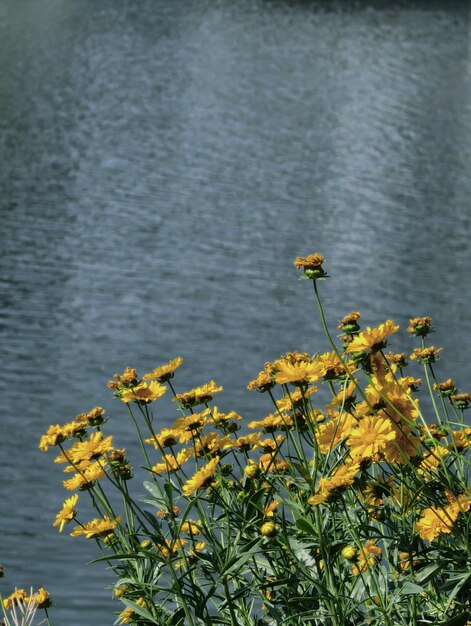 A field of yellow flowers by the water