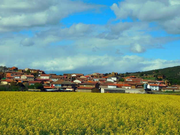 A field of yellow flowers in the countryside