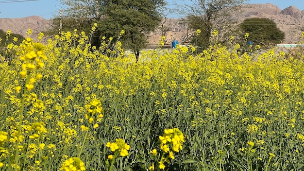 A field of yellow flowers in the desert