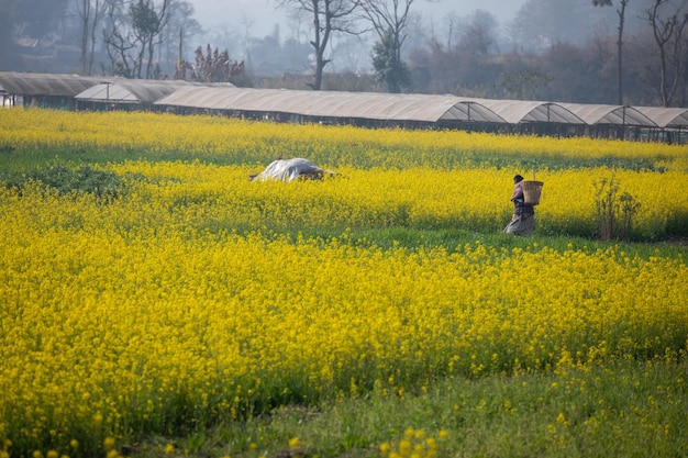 A field of yellow flowers in the distance