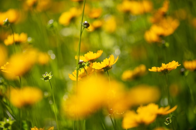 緑の葉の背景にフィールドの黄色い花