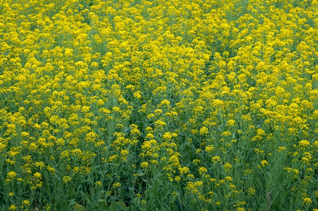 Field of yellow flowers and green stem in spring