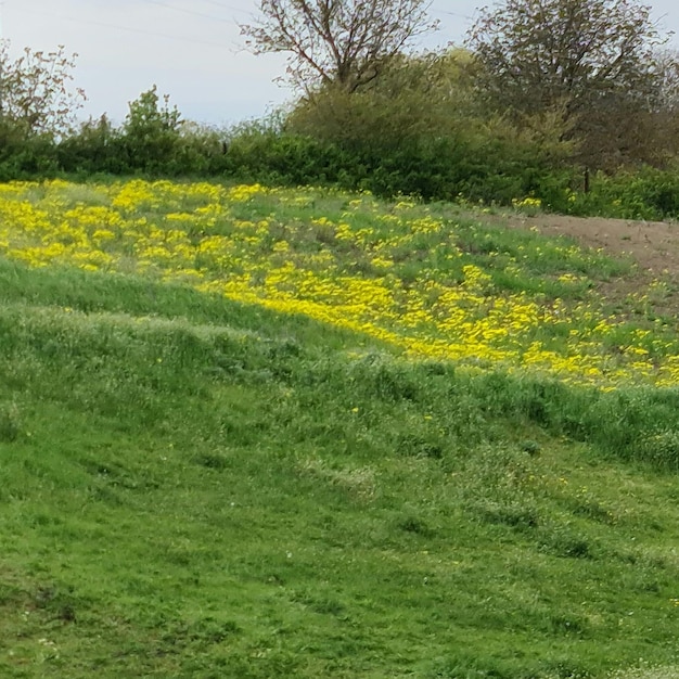 A field of yellow flowers is in front of a tree.