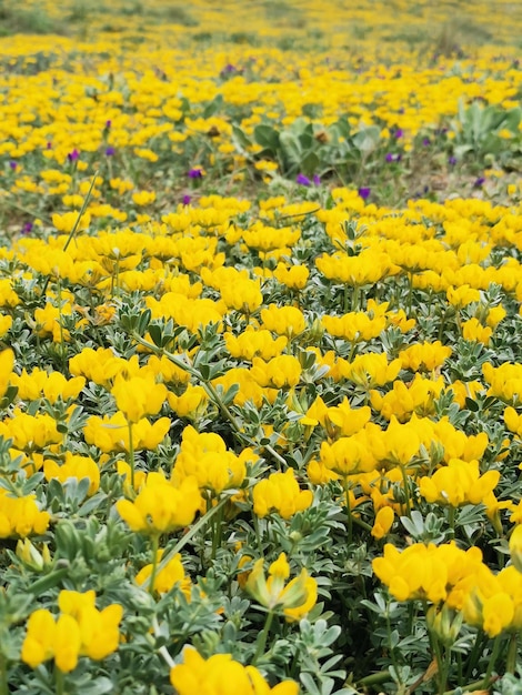 Field of yellow flowers Lotus creticus Sea cuckoo Perennial herb Mediterranean