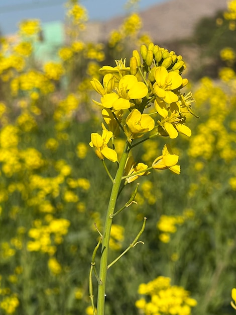 A field of yellow flowers in the spring.