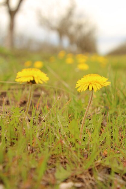 Photo a field of yellow flowers with a black bee on the top