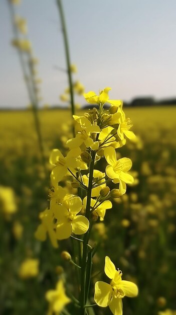 A field of yellow flowers with a blue sky in the background