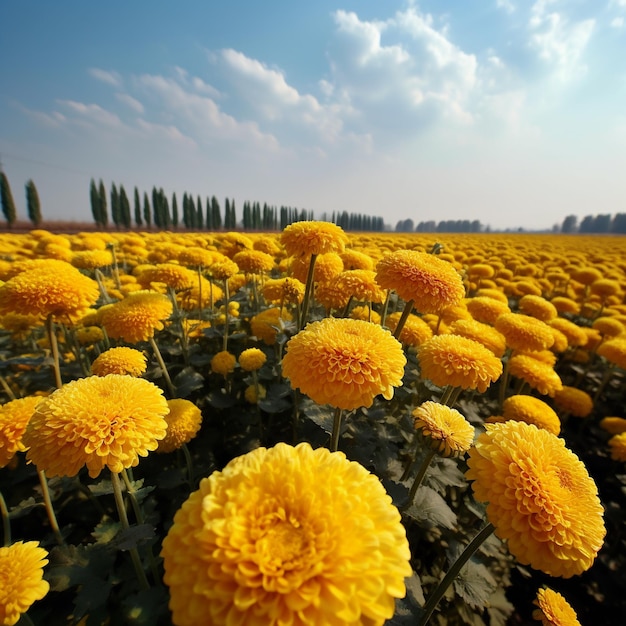 A field of yellow flowers with a blue sky in the background.