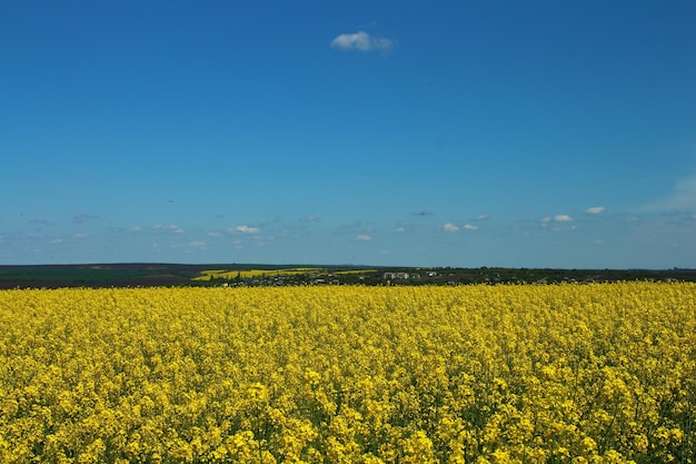 Photo a field of yellow flowers with a blue sky and a few clouds in the background