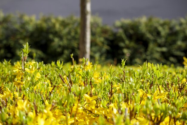 Photo a field of yellow flowers with a blurred green background