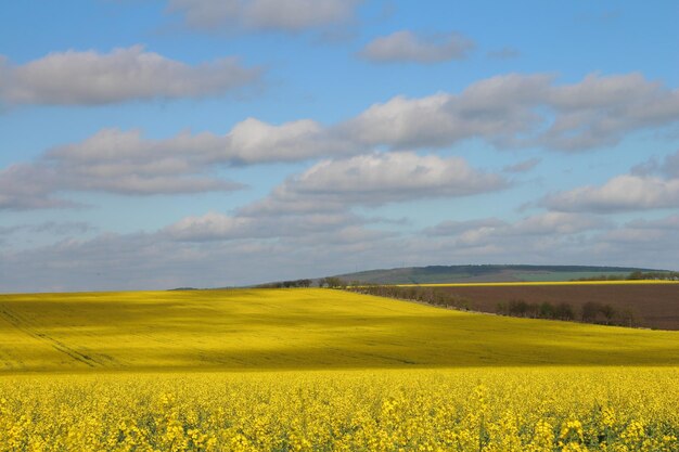 Photo a field of yellow flowers with a field of yellow flowers in the foreground