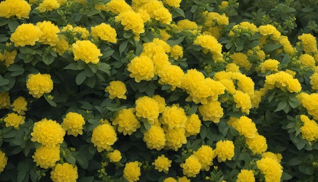 a field of yellow flowers with a green background