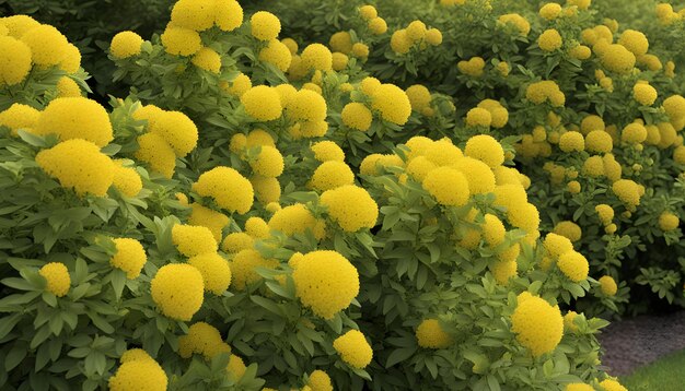 Photo a field of yellow flowers with a green background