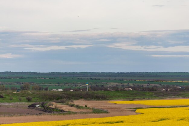 A field of yellow flowers with a green field in the background.