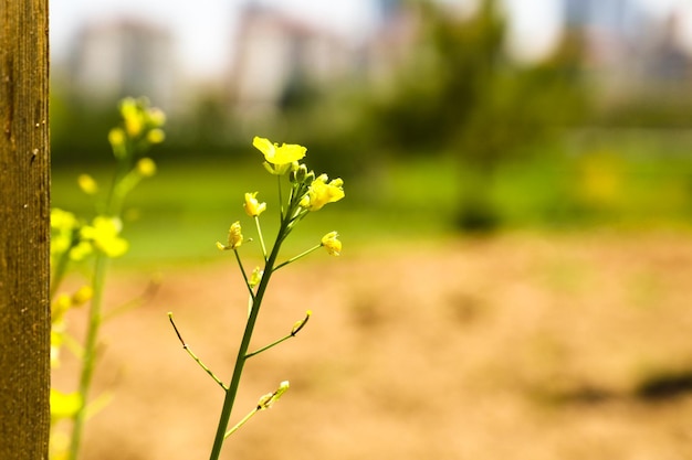 A field of yellow flowers with a green field in the background.