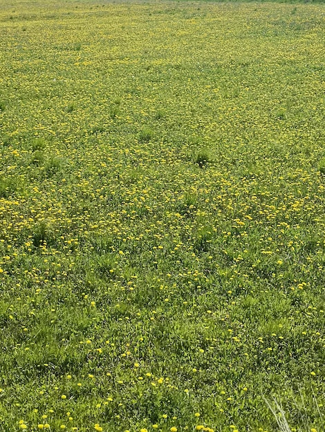 Foto un campo di fiori gialli con un campo di erba verde e un campo di fiori gialli.