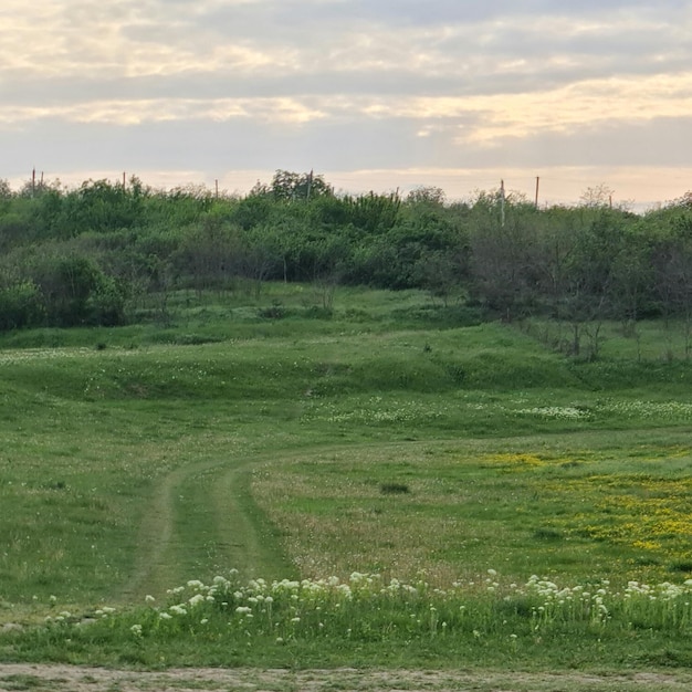 A field of yellow flowers with a green field and a green field with a few trees in the background.