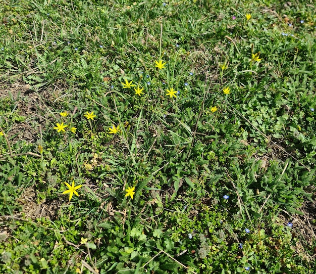 A field of yellow flowers with green leaves and blue flowers.