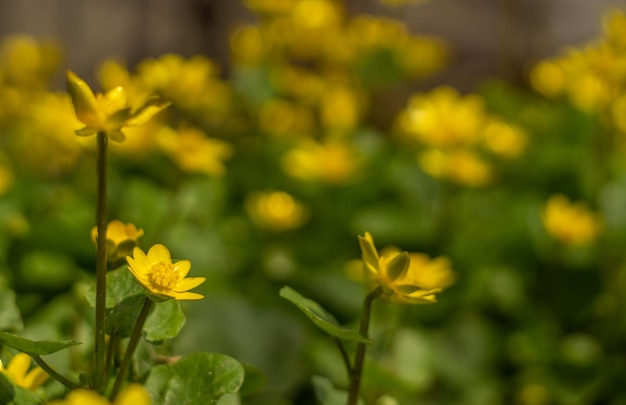 緑の葉と黄色の花のフィールドと下部に黄色の文字