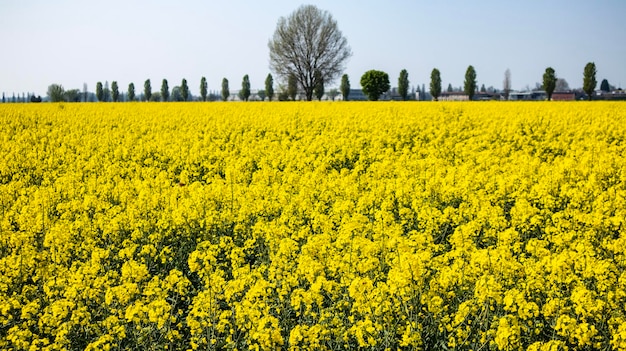 A field of yellow flowers with a house in the background