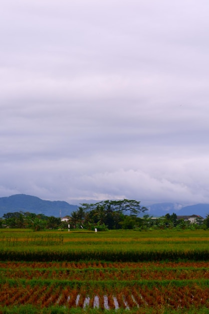 A field of yellow flowers with a mountain in the background.