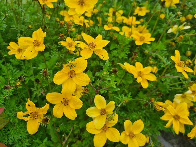 a field of yellow flowers with the name of the company of the university of missouri.