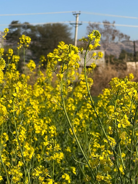 A field of yellow flowers with a power pole in the background.