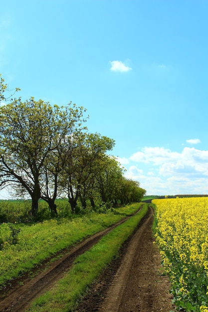 a field of yellow flowers with a tree in the background