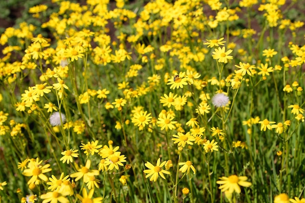 A field of yellow flowers with a white flower in the middle.