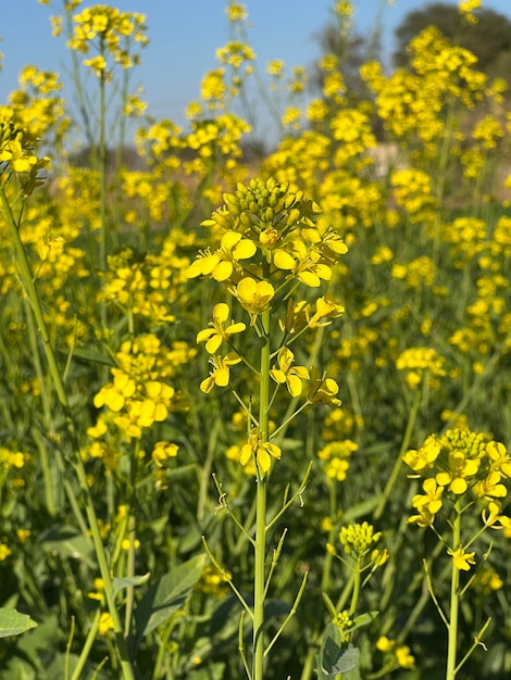 A field of yellow flowers with the word canola on it