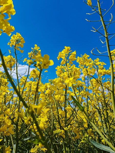 A field of yellow flowers with the word canola on it