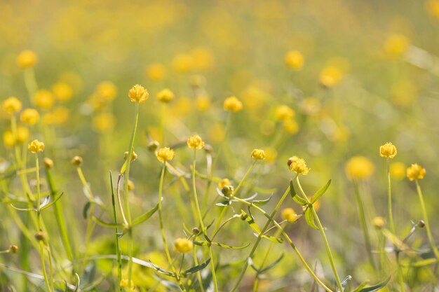 Photo a field of yellow flowers with the word on it