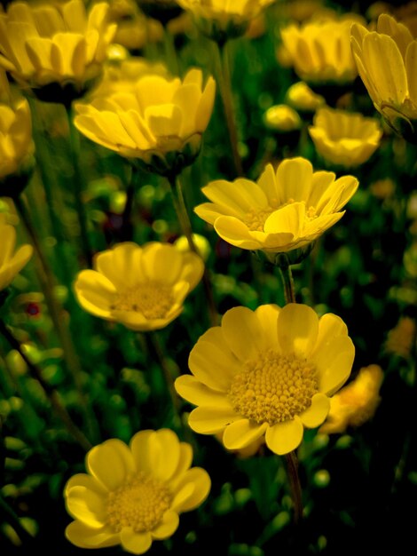 A field of yellow flowers with the word marigold on the bottom.