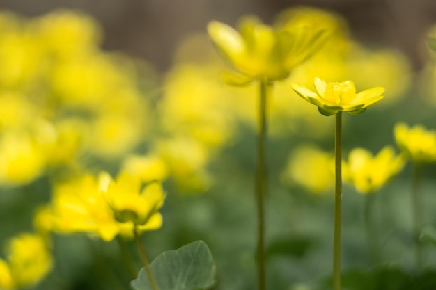 바닥에 primrose라는 단어가 있는 노란색 꽃밭