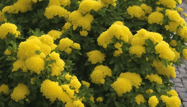 下にダンドレオンという言葉が書かれた黄色い花の畑