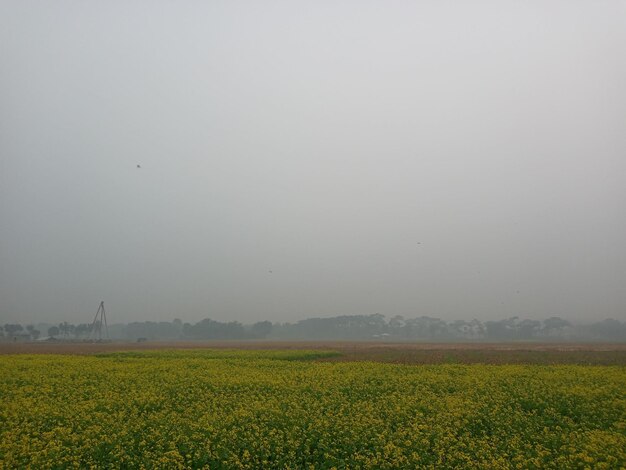 A field of yellow flowers with a yellow sign that says yellow flowers