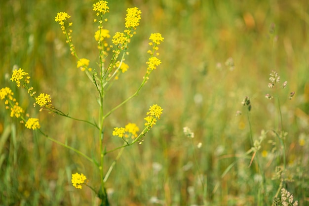 Field of yellow in the garden with blur green background
