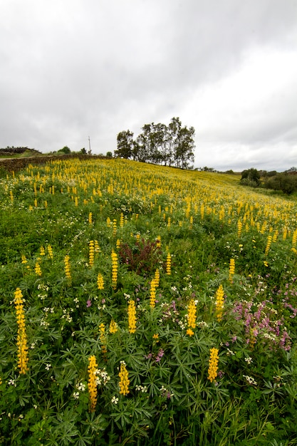 Field of yellow lupine flowers