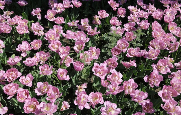 field of yellow Pink size background