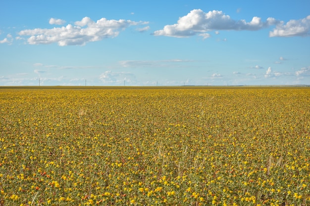 field of yellow prickly flowers