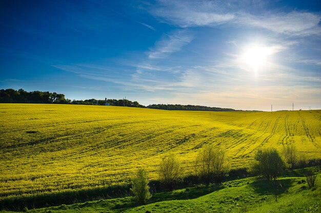 Photo field of yellow rapeseed against the blue sky