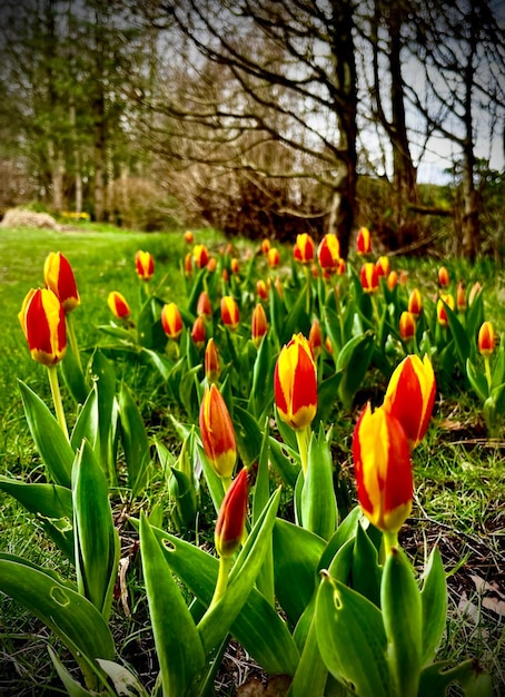 a field of yellow and red tulips with trees in the background.