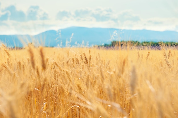 Поле желтой спелой пшеницы в Провансе, Франция. Макро изображение, выборочный фокус. Красивый летний фон природы.
