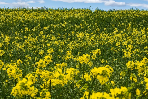 Field of yellow springtime flowers of rapeseed is plant for green industry