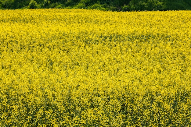 Field of yellow springtime flowers of rapeseed is plant for green industry